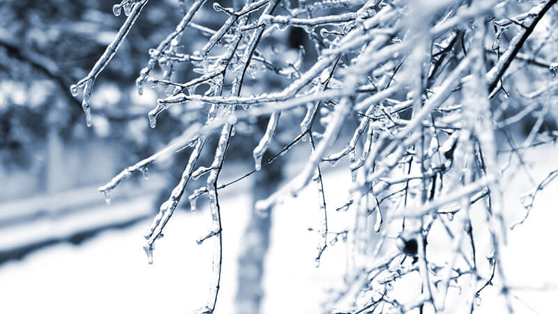 Tree with snow