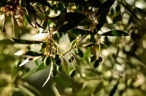 Olive tree close up