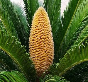 Yellow and green sago palm plant