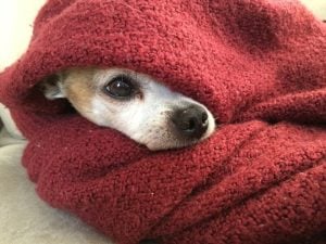 Chihuahua keeping warm in a blanket.