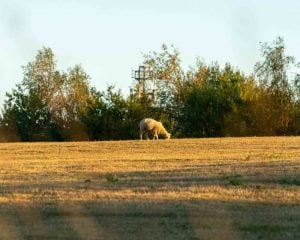 Sheep in field in Kent eating grass.